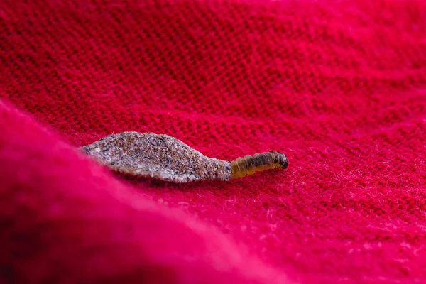 Wall Moth Larvae Found Crawling Walls Clothing Small Cocoon Feed —  Fotos de Stock