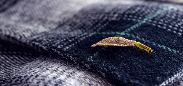 Wall Moth Larvae Found Crawling Walls Clothing Small Cocoon Feed — Fotografia de Stock