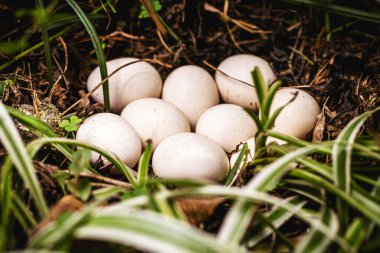 free range hens eggs nest, in the open air, eggs in nature, real hen's nest in nature, eggs on the ground