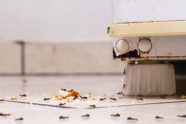 tatlı karıncalar yerde şeker ve kırıntı yiyorlar, eski bir buzdolabına tırmanıyorlar, kirli bir mutfak, ev taraması istiyorlar.