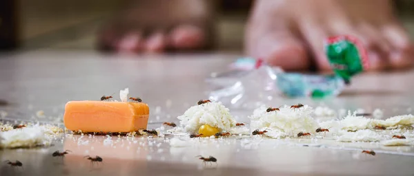 Red Candy Ants Dirty Floor Eating Candy Crumbs Scattered Floor — Stock Photo, Image