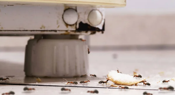 甘いアリは床に砂糖とパン粉を食べ古い冷蔵庫に登り汚れたキッチンで家の検出の必要性 — ストック写真