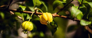 Pitanga, pitangueira meyvesi, Myrtaceae familyasından. Küresel ve etli toplar şeklinde, C vitamini açısından zengin.