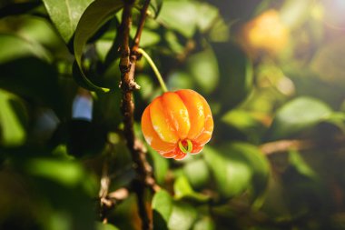 Pitanga, pitangueira meyvesi, Myrtaceae familyasından. Küresel ve etli toplar şeklinde, C vitamini açısından zengin.