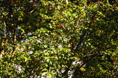 Pitangueira, meyve ağacı ya da çalılık, Atlantik Ormanı 'na özgü ve tatlı meyveleriyle bilinir. Brezilya kirazı, Brezilya 'dan meyve