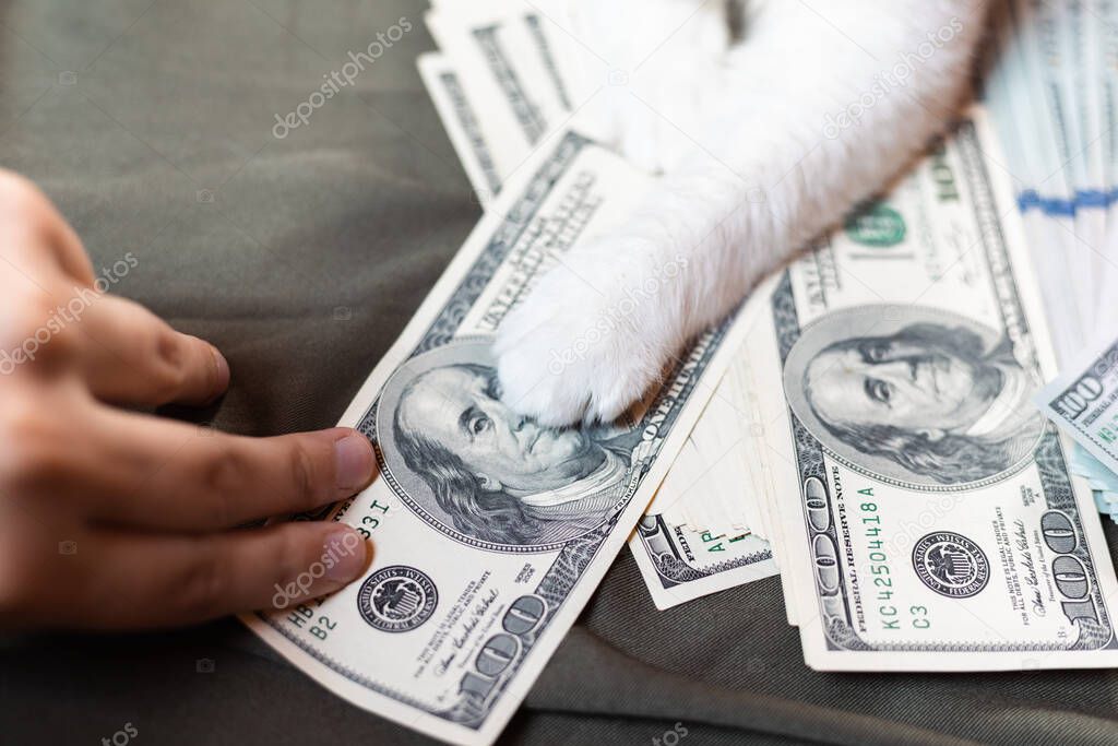 The cat holds money with his paws