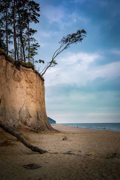 Kum Tepesinde Büyüyen Çam Ağaçları Swietouscie Baltık Denizi Polonya Boş — Stok fotoğraf