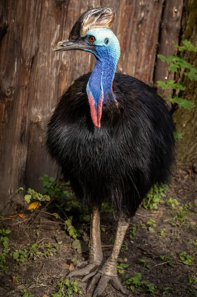 Güney cassowary, egzotik, uçamayan bir kuş. 