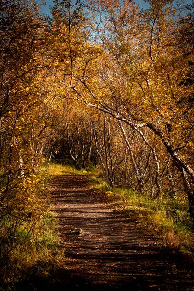 Sendero Iluminado Por Sol Bosque Abedules Otoño Colores Follaje Amarillo — Foto de Stock