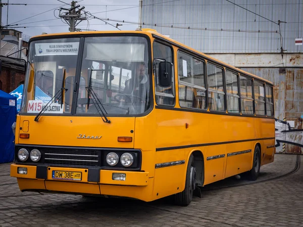 Wrocław Polska Września 2021 Pomarańczowy Autobus Ikarus Kierowcą Środku Przed — Zdjęcie stockowe