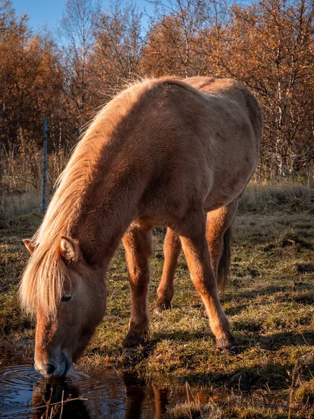 Cavalo Icelandic Cor Castanha Água Potável Campo Dia Ensolarado Céu — Fotografia de Stock