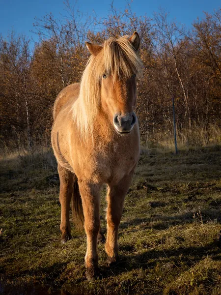 Chestnut Χρώμα Icelandic Άλογο Στο Πεδίο Ηλιόλουστη Μέρα Μπλε Ουρανός — Φωτογραφία Αρχείου
