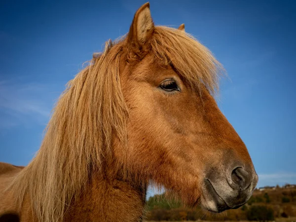 Ritratto Cavallo Ghiacciato Colore Castano Giorno Soleggiato Cielo Azzurro Colori — Foto Stock