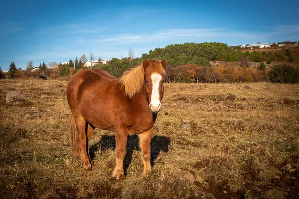 Cavallo Ghiacciato Colore Castano Nel Campo Giorno Soleggiato Cielo Azzurro — Foto Stock