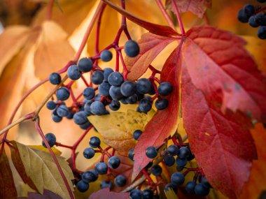 Sonbaharda Partenosissus bitkisinin olgun meyveleri ve renkli yaprakları. 