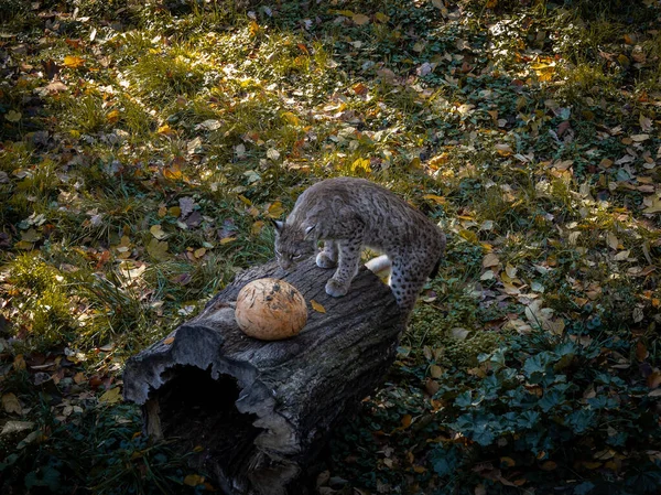 Close Lynx Bobcat Pumpkin Tree Stump — Stock Photo, Image