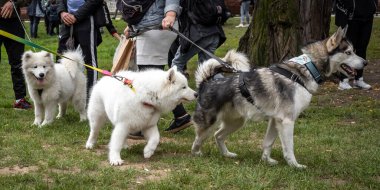 Wroclaw, Polonya - 19 Eylül 2021: Köpekler tasmalı ve sahipleri Wroclaw şehir merkezinde bir köpek geçit töreninde. 