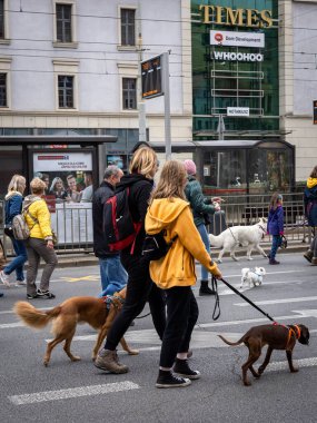 Wroclaw, Polonya - 19 Eylül 2021: Köpekler tasmalı ve sahipleri Wroclaw şehir merkezinde bir köpek geçit töreninde. 