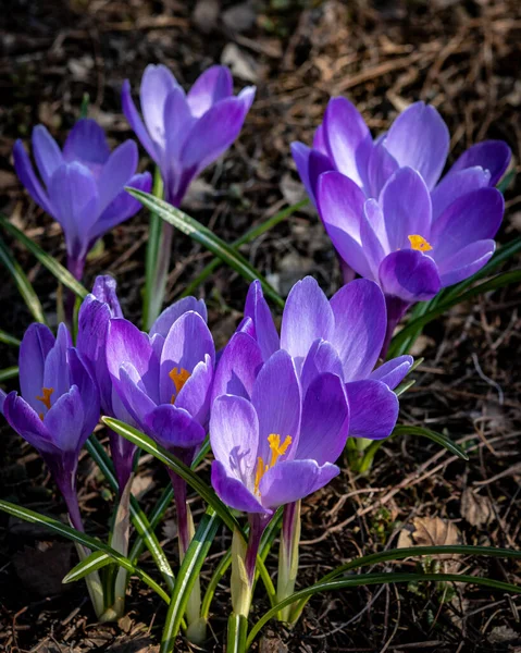 Zbliżenie Purpurowe Kwiaty Krokusa Rozkwicie — Zdjęcie stockowe