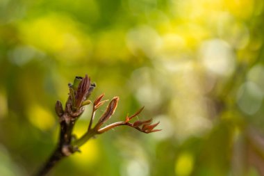 Apartenocissus yaprağı tomurcuğu ile bulanık, parlak bir bahar arka planı.