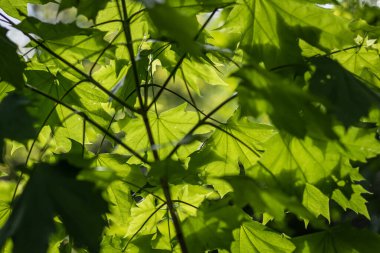 Ağaçta yeşil akçaağaç yaprakları var. Parlak ilkbahar arkaplanı. 