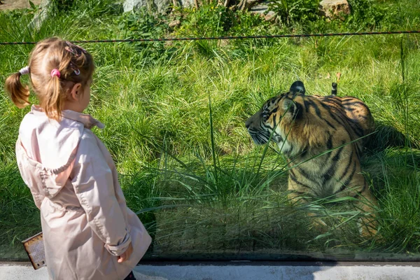 Вроцлав Польша Сентября 2021 Года Девочка Смотрит Бенгальского Тигра Зоопарке — стоковое фото