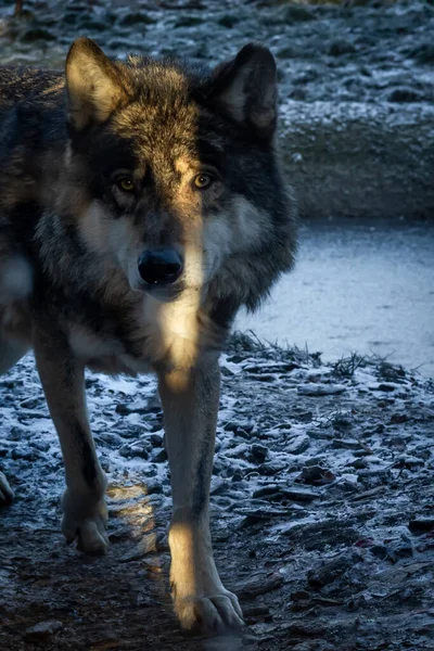 Grå Varg Närbild Vinterdag Gyllene Timme Ljus — Stockfoto