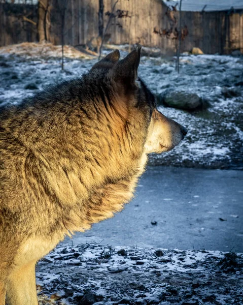 Šedý Vlk Fotce Zimní Den Zlatá Hodina Světla — Stock fotografie