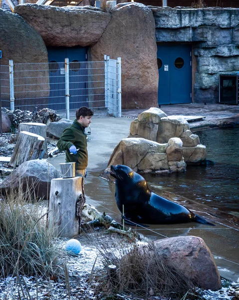 Wroclaw, Polonya - 27 Aralık 2021: Hayvanat bahçesi bahçesindeki havuzda Afrikalı kürk foklarını (Arctocephalus) besleyen bir hayvan bakıcısı. 