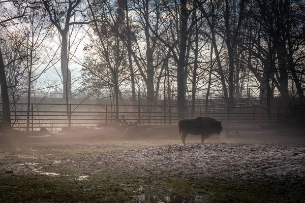 Adult Male European Bison Zoo Foggy Winter Day — Stock Photo, Image