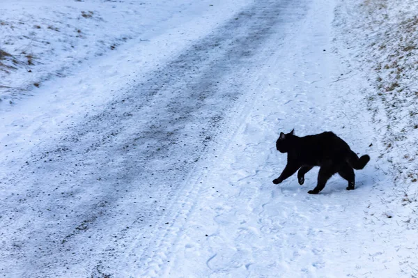 Svart Katt Korsar Väg Som Vidskepelse Gott Eller Ont Omen — Stockfoto