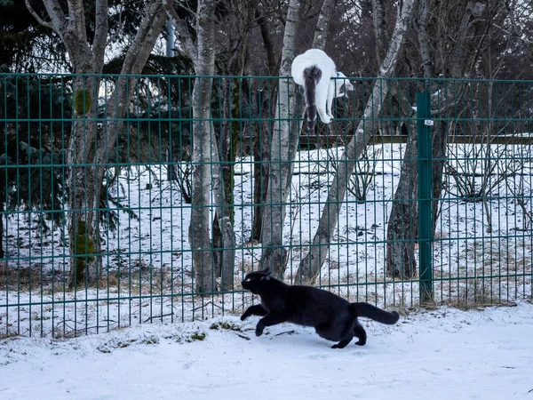 Egy Fekete Macska Keresztezi Utat Babonaként Vagy Rossz Ómen Téli — Stock Fotó