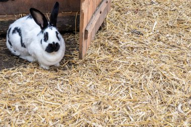 Samanlıkta, ahşap bir kulübenin önünde, sevimli siyah beyaz bir tavşan. Kopyalama alanı. 