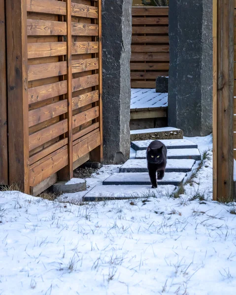 Gato Preto Saindo Uma Casa Para Passeio Descendo Escadas Nevadas — Fotografia de Stock