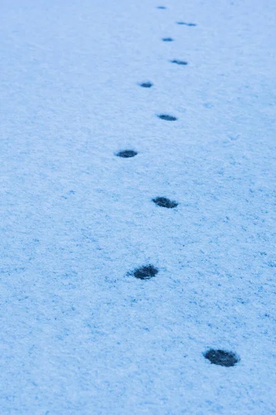 Snö Bakgrund Med Kattspår Nyfallen Snö Vinterdag — Stockfoto