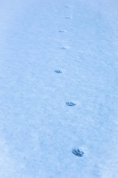 Snö Bakgrund Med Kattspår Nyfallen Snö Vinterdag — Stockfoto