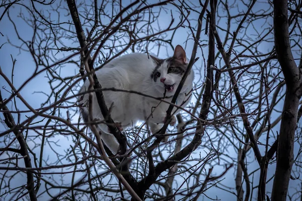 Ağaçta Sıkışmış Kedi Çıplak Bir Ağaç Dalında Oturan Genç Beyaz — Stok fotoğraf