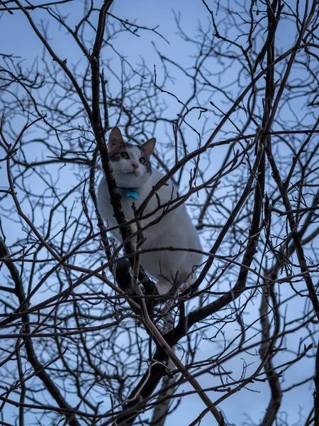 Ağaçta Sıkışmış Kedi Çıplak Bir Ağaç Dalında Oturan Genç Beyaz — Stok fotoğraf