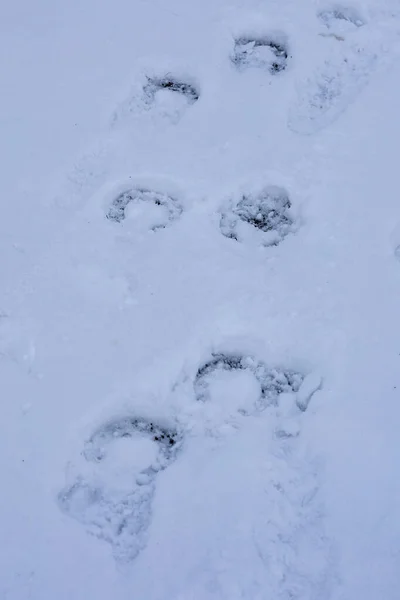 At nalı izleri olan kar zemini. Kış gününde yeni yağmış kar.. 