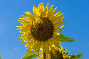 Açık mavi gökyüzünün altında açan ayçiçekleri. Ukrayna bayrağının sarı ve mavi renkleri. 