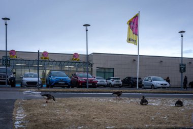 Reykjavik, İzlanda - 22 Mart 2022: Bonus gıda mağazasının önündeki sokakta dört kaz. 