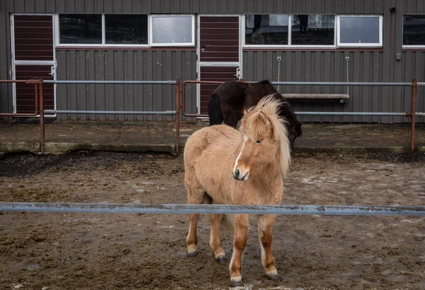 Two Cute Icelandic Horses Front Stable Winter Reykjavik Iceland — Stok fotoğraf