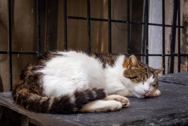 Karadağ 'ın eski Kotor kentindeki taş bir duvarda uyuyan kahverengi ve beyaz bir kedi. 
