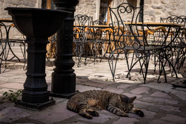 Egy Barna Macska Alszik Egy Köves Járdán Utcán Montenegrói Kotor — Stock Fotó