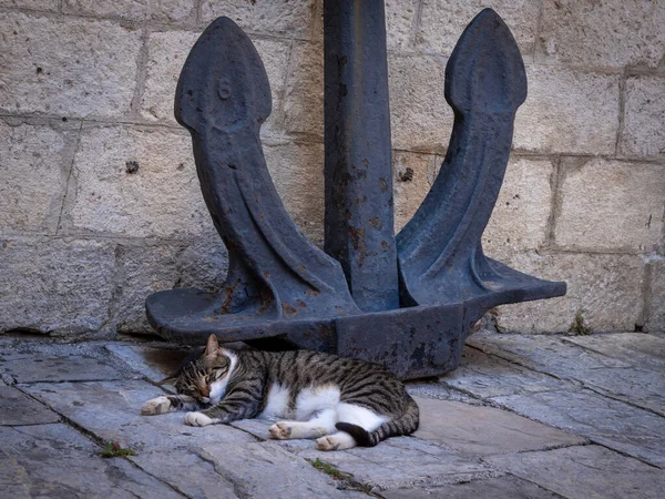 White Brown Cat Sleeping Great Steel Anchor Stone Walls Medieval — Fotografia de Stock
