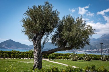 Karadağ 'ın Sveti Stefan kentindeki Adriyatik kıyısında büyüyen büyük zeytin ağacı (Olea europaea). Güneşli bir gün, arka planda deniz ve dağlar. 