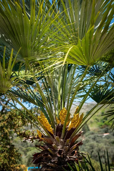 Blooming Yellow Flowers Green Leaves Trachycarpus Palm Tree Natural Tropical — Stockfoto
