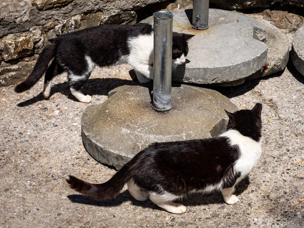 Benzer Beyaz Siyah Iki Kedi Birbirleriyle Oynuyorlar Beton Bir Bloğun — Stok fotoğraf