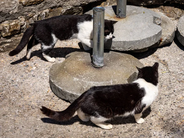 Dois Gatos Cor Branca Preta Semelhantes Brincando Uns Com Outros — Fotografia de Stock