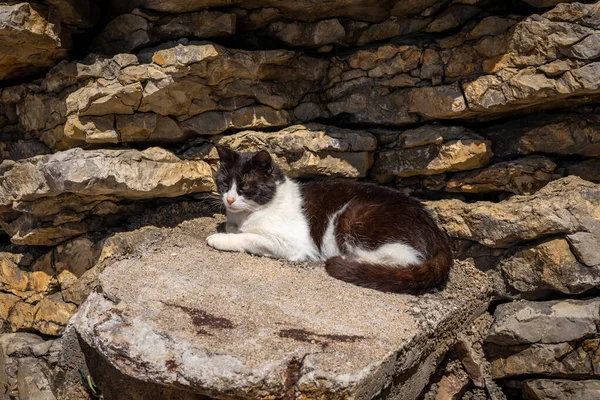 Gato Cor Branca Preta Deitado Sol Bloco Concreto Sob Rocha — Fotografia de Stock